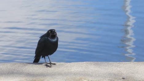 Black-Bird-Singing-By-Lake