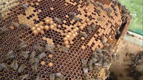 Bienen-Auf-Wabenrahmen