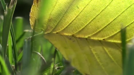 Macro-Panning-Shot-of-Leaf-in-Grass-2