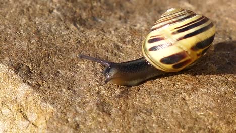 Snail-moving-on-Stone-Surface