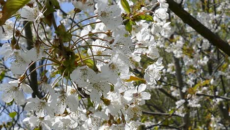 Spring-Blossom