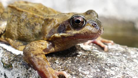 Frog-Close-Up