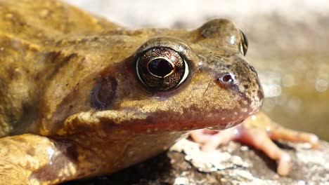 Frog-Close-Up-2