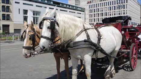 Horses-in-front-of-Carriage
