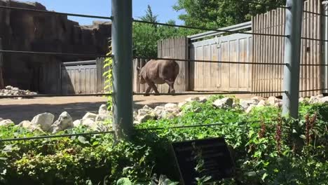 Rhino-Walking-Around-Zoo-Pen