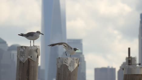 Sea-Gulls-with-New-York-Skyline-in-Background