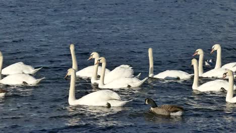 Swans-On-A-Lake