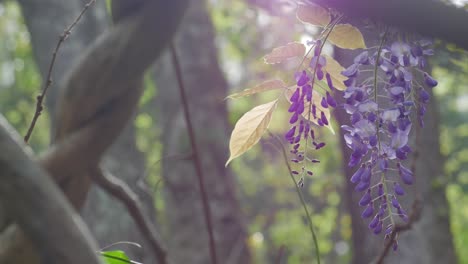 Purple-Flower-4K