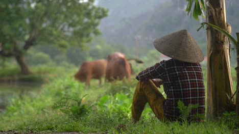 Vietnamese-Lady-Sits-and-Watches-Cattle-Graze