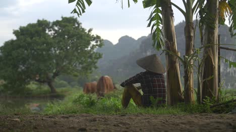 Vietnamese-Woman-Watching-Cattle-Graze