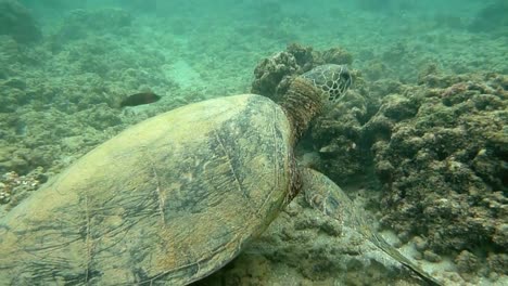 Green-Sea-Turtle-Eating