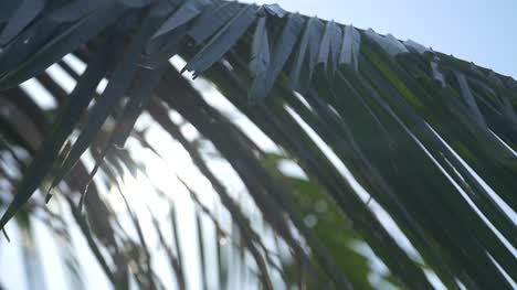 Lens-Flare-Through-Palm-Leaves