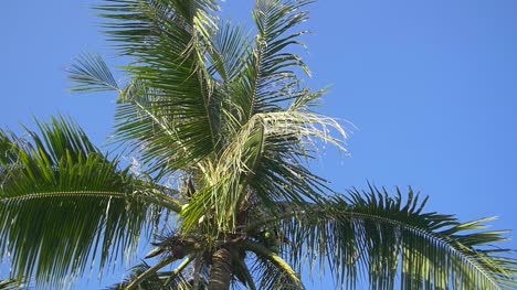 Pan-Across-a-Palm-Tree