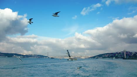 Seagulls-in-Bosphorus