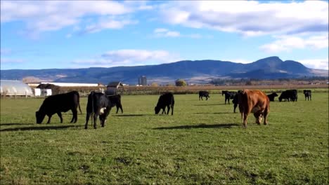 Cows-Grazing-on-a-Farm