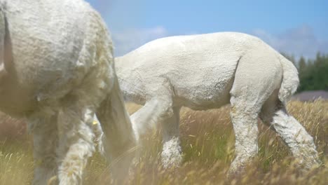 Weißes-Alpaka,-Das-Auf-Einer-Wiese-Läuft