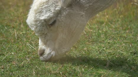 Close-Up-of-Alpaca-Grazing