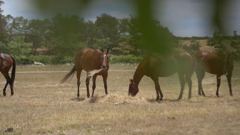 Horses-Eating-Hay