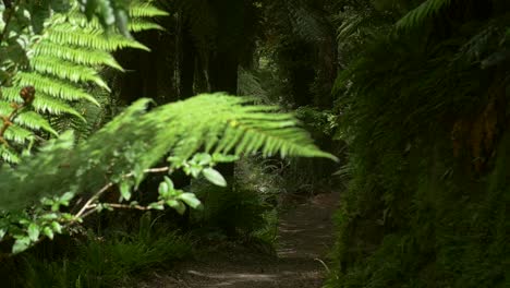 Hiker-Walking-into-Jungle