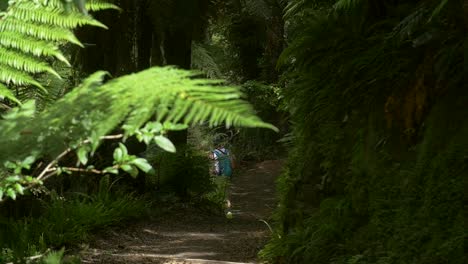 Hiker-Walking-into-Jungle