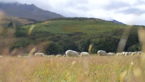 Centrarse-en-el-pastoreo-de-ovejas