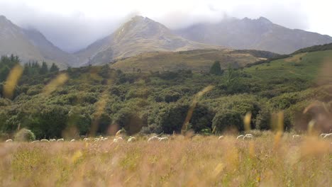 Sheep-Grazing-in-New-Zealand-Meadow