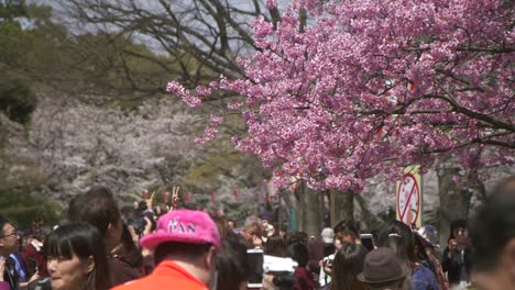 People-Looking-at-Pink-Sakura-Tree