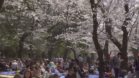 Tourists-Sat-Beneath-Sakura-Trees