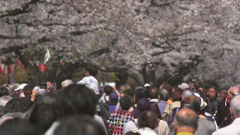 Tourists-Walking-Beneath-Sakura
