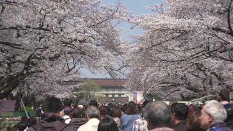 Crowd-Moving-Under-Cherry-Blossom-Trees