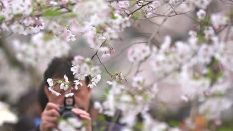 Tourist-Taking-Photos-of-White-Cherry-Blossom
