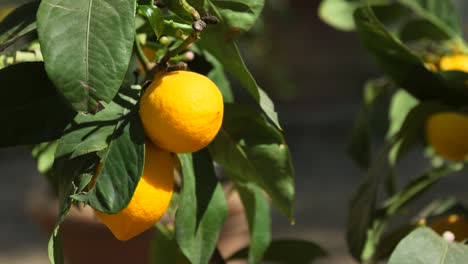 Frische-Zitronen-Am-Baum