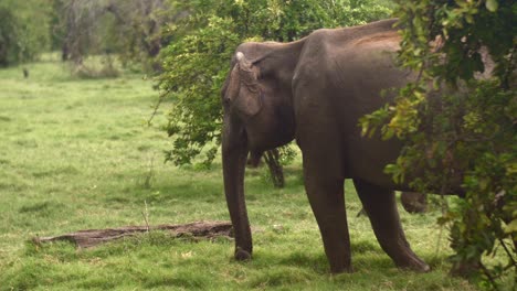Elephant-Eating-Grass