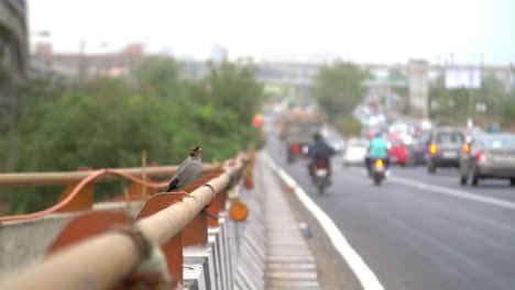 Small-Bird-Flying-Away-from-Busy-Road