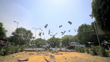 Flock-of-Pigeons-Startled-by-Indian-Intersection