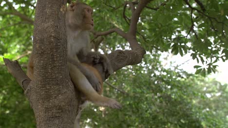Affe-Saß-Im-Baum