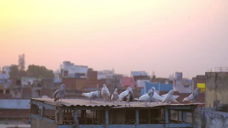 Birds-on-Rooftop-at-Sunset