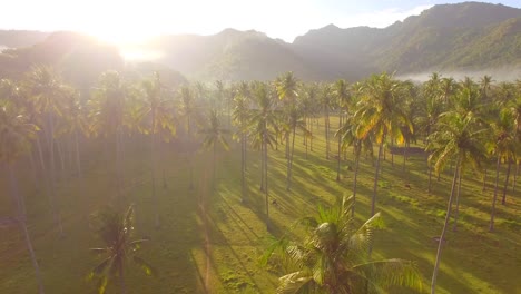 Flying-Over-Palm-Trees-at-Sunrise