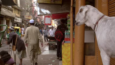 Goat-in-a-Busy-Delhi-Street