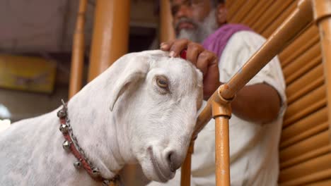 Indian-Man-Petting-a-Goat