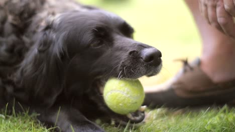 Hund-Kaut-Tennisball