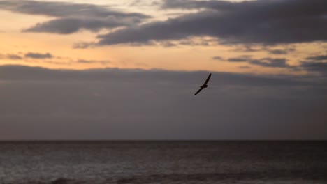 Bird-Flying-Over-Ocean-at-Sunset