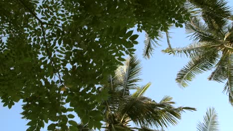 Looking-Up-at-Palm-Trees-and-Other-Leaves