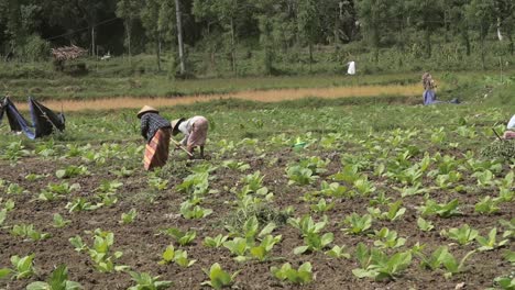 Two-Workers-in-a-Tobacco-Field