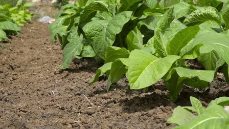 Close-Up-of-Tobacco-Plants