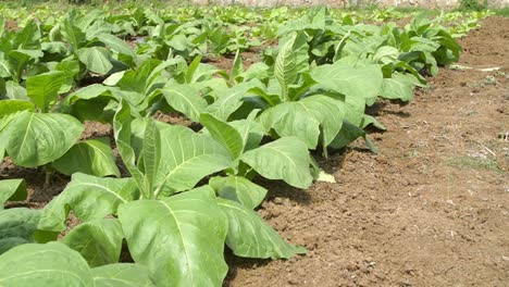 Close-up-de-plantas-de-tabaco-en-un-campo