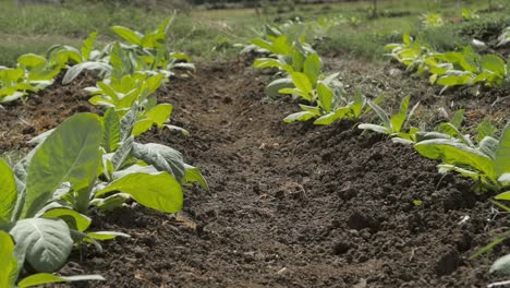 Close-Up-of-Rows-of-Tobacco-Plants