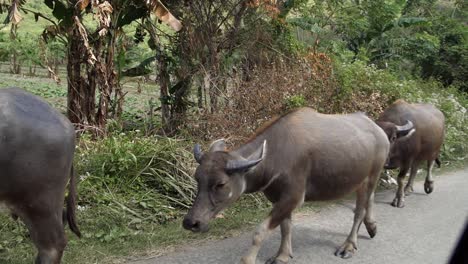 Banteng-Cows-Walking-Along-the-Roadside