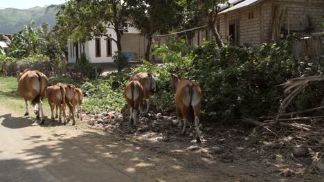 Man-Herding-Cows-Along-a-Road