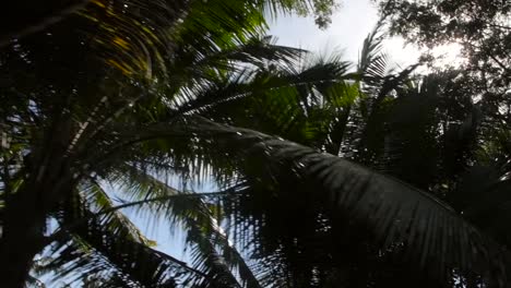 Sun-Shining-Through-Palm-Branches